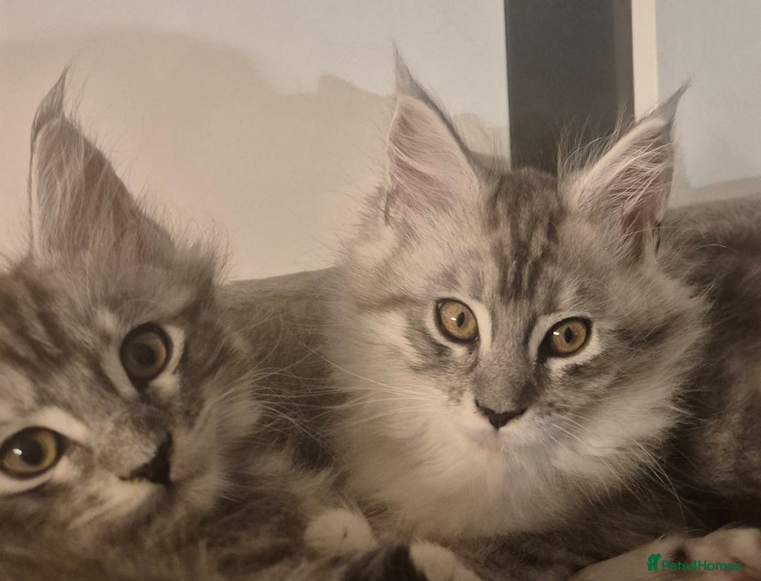 Maine Coon cats for sale: GCCF Registered Maine Coon Kittens Ready to go - Advert 6