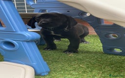 Mixed Breed dogs for sale: Beagledor - Image 6