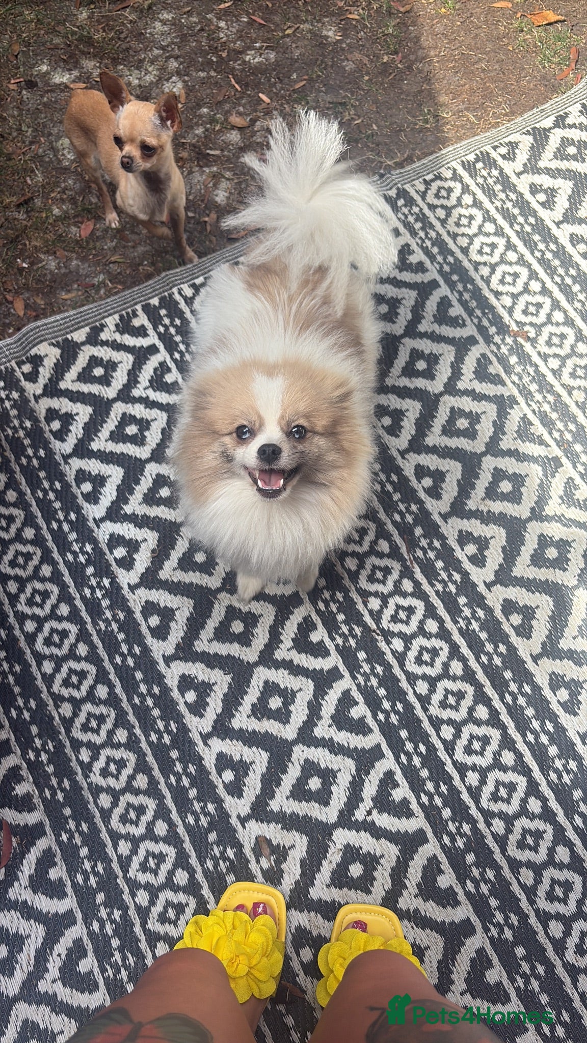 Pomeranian dogs Beautiful female adult Pom  - Advert 8