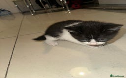 British Shorthair cats for sale: British Shorthair x Striped Tabby Kittens –2 Males - Image 16