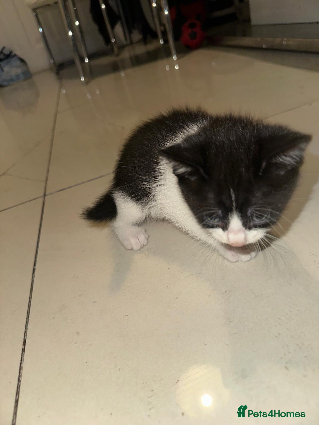 British Shorthair cats for sale: British Shorthair x Striped Tabby Kittens –2 Males - Image 16