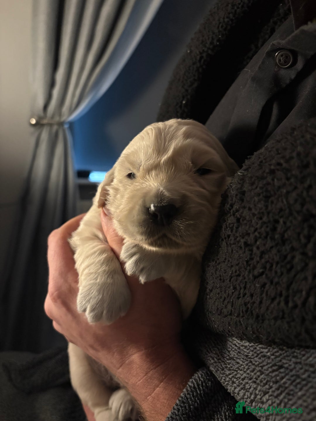 Golden Retriever dogs for sale: KC registered Golden retriever boy puppy - Advert 9