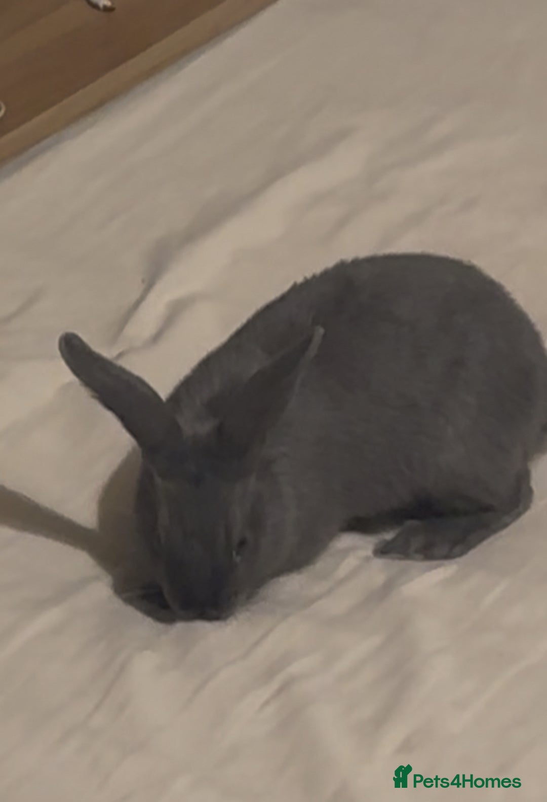 Mixed Breed rabbits for sale: Rabbits - Advert 3