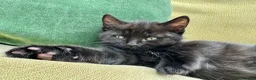 British Shorthair cats for sale: British Shorthair kittens - Advert 34
