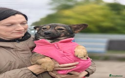 Mixed Breed dogs for adoption: 💖🐶 KELLY 🐶💖 - Image 8