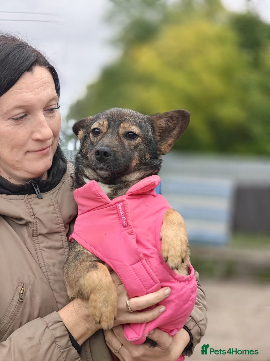 Mixed Breed dogs for adoption: 💖🐶 KELLY 🐶💖 - Image 8