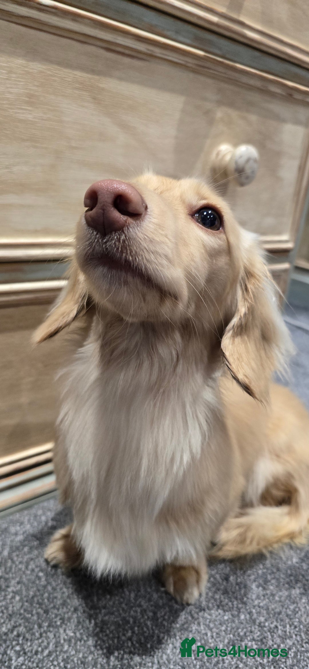 Dachshund dogs for stud: Minature Longhaired Cream - Advert 5