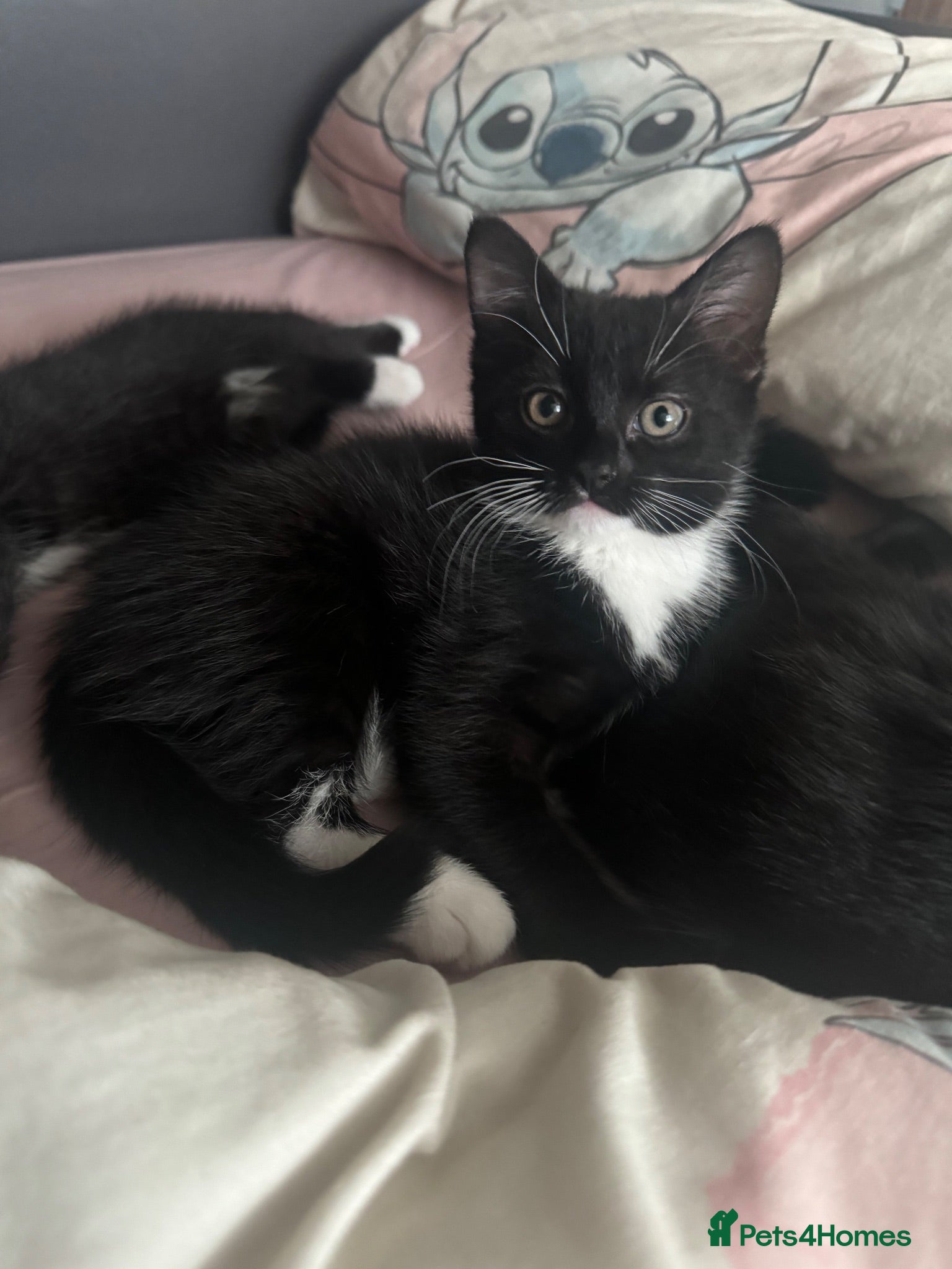 Domestic Shorthair cats Girl Kitten ready to leave now  - Advert 3