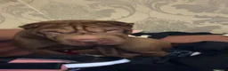 Shar Pei dogs for sale: Bambi - Shar Pei  - Advert 3
