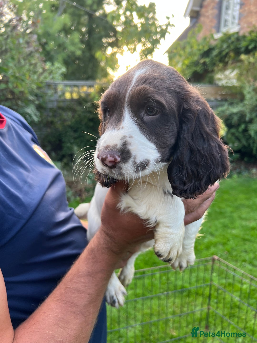 English Springer Spaniel dogs for sale: Traditional English springer spaniels  - Image 3