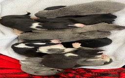 Whippet dogs for sale: Whippet puppies  - Image 4