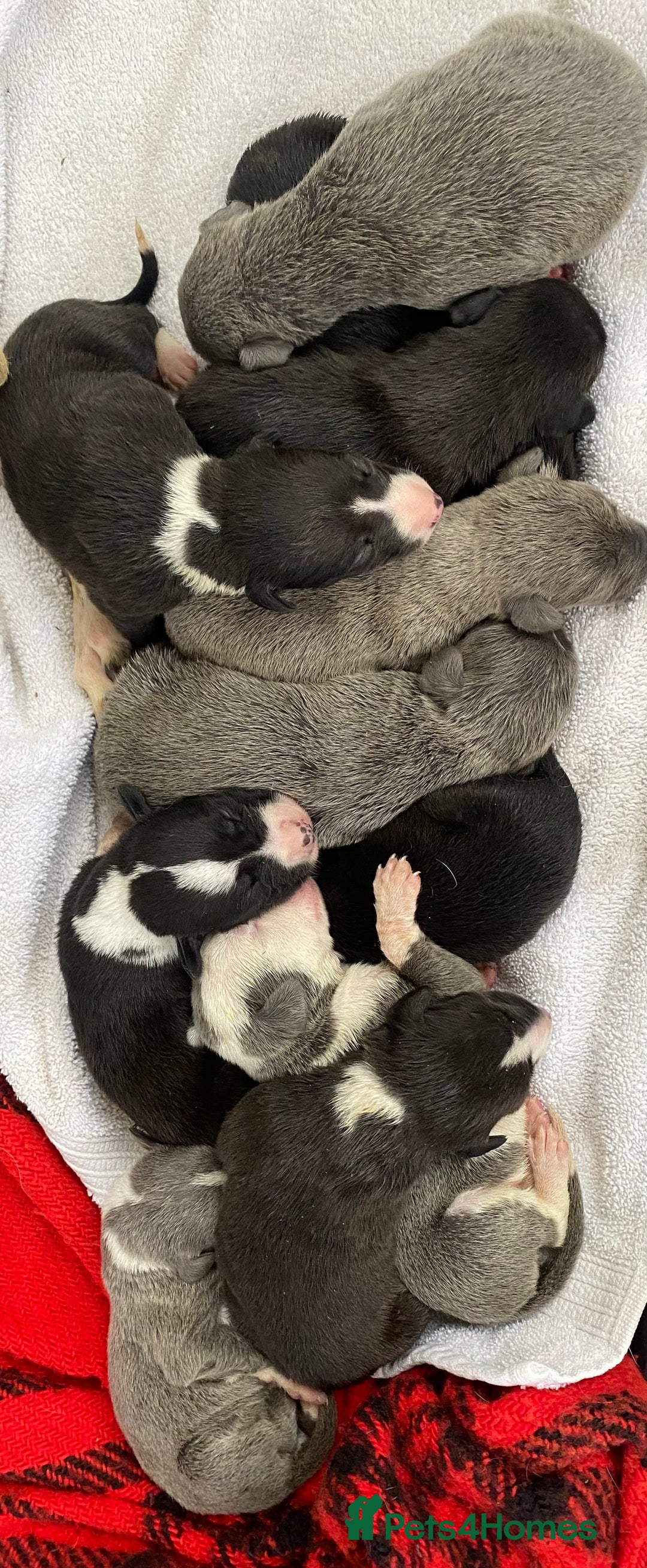 Whippet dogs for sale: Whippet puppies  - Image 4