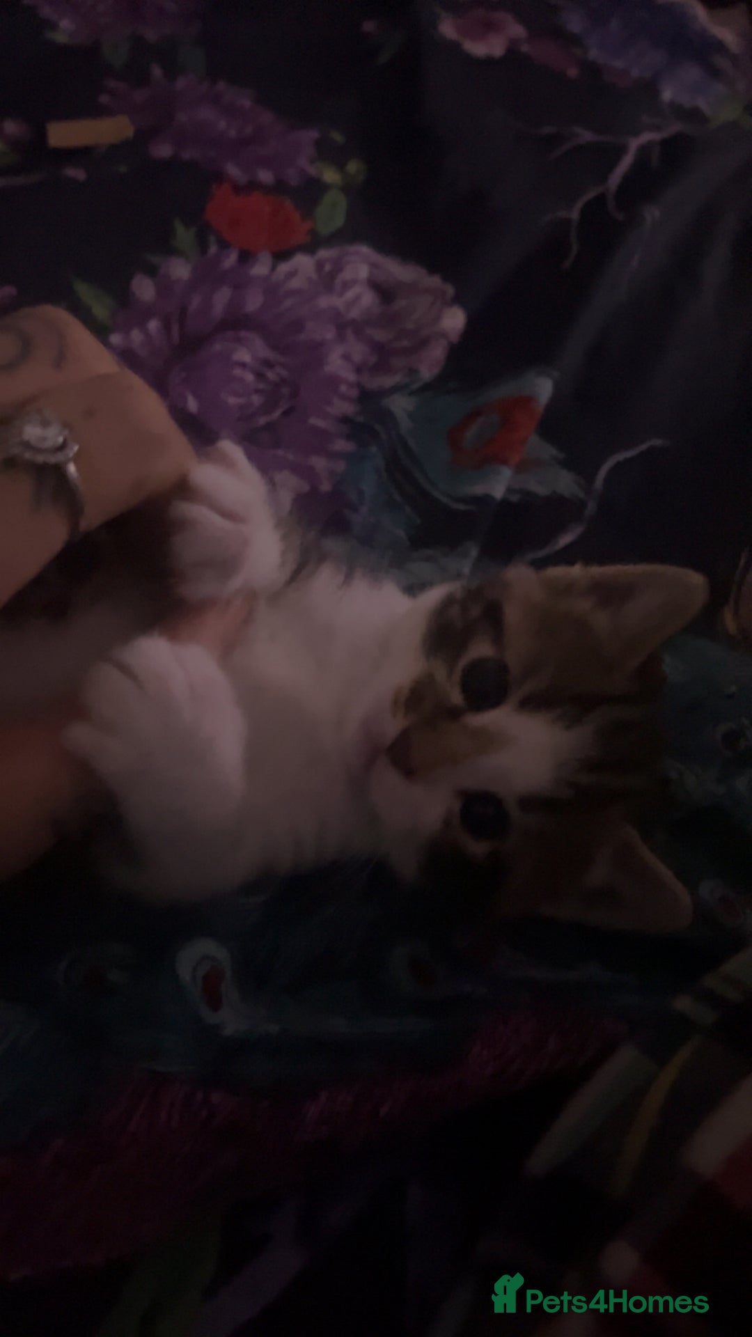 Mixed Breed cats for sale: Beautiful kitten for sale  - Image 3