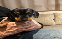 Mixed Breed dogs for sale: Jackschund puppies  - Image 8