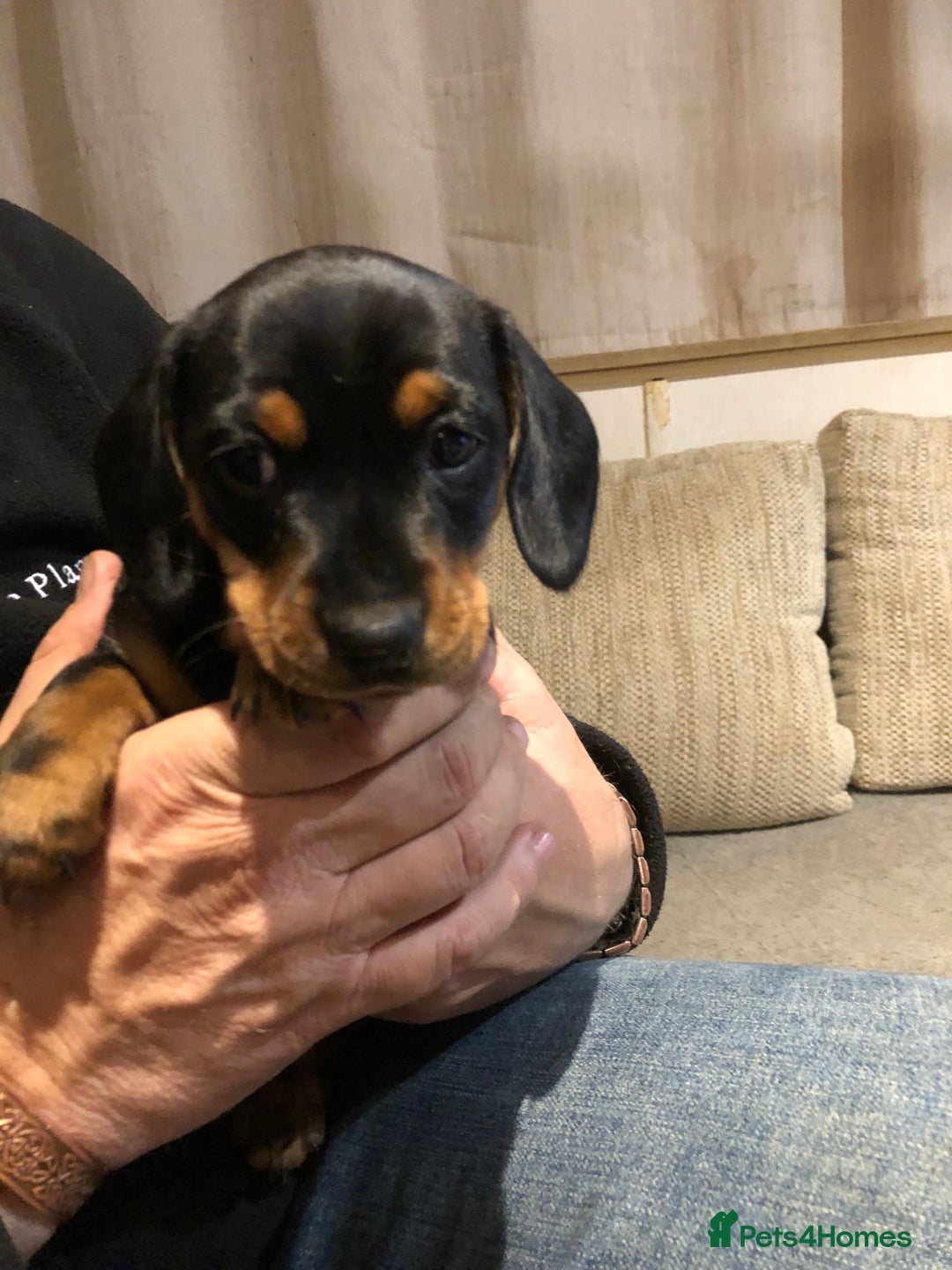 Mixed Breed dogs for sale: Jackschund puppies  - Image 8