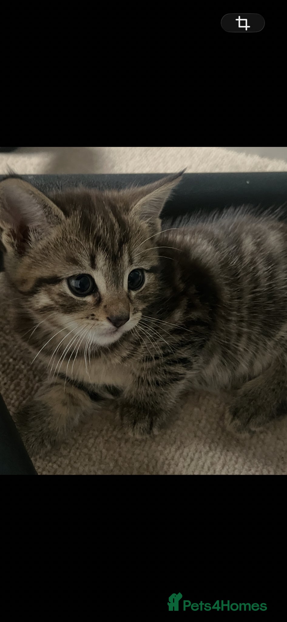 British Shorthair cats British Shorthair cross Kittens - Advert 11