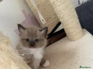 Ragdoll cats Ragdoll Kittens - Advert 1