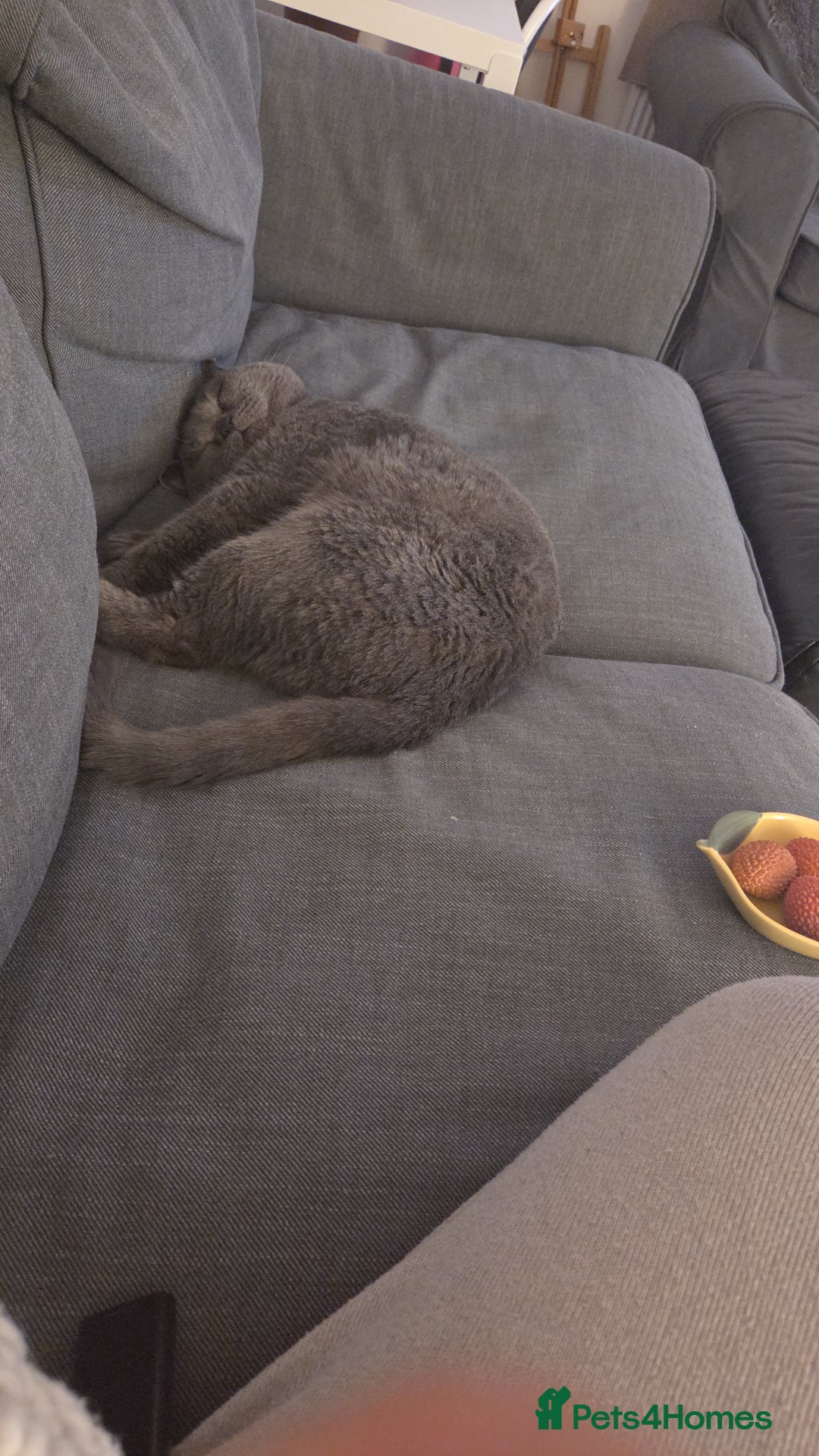 British Shorthair cats for sale: British shorthair for adoption  - Advert 4