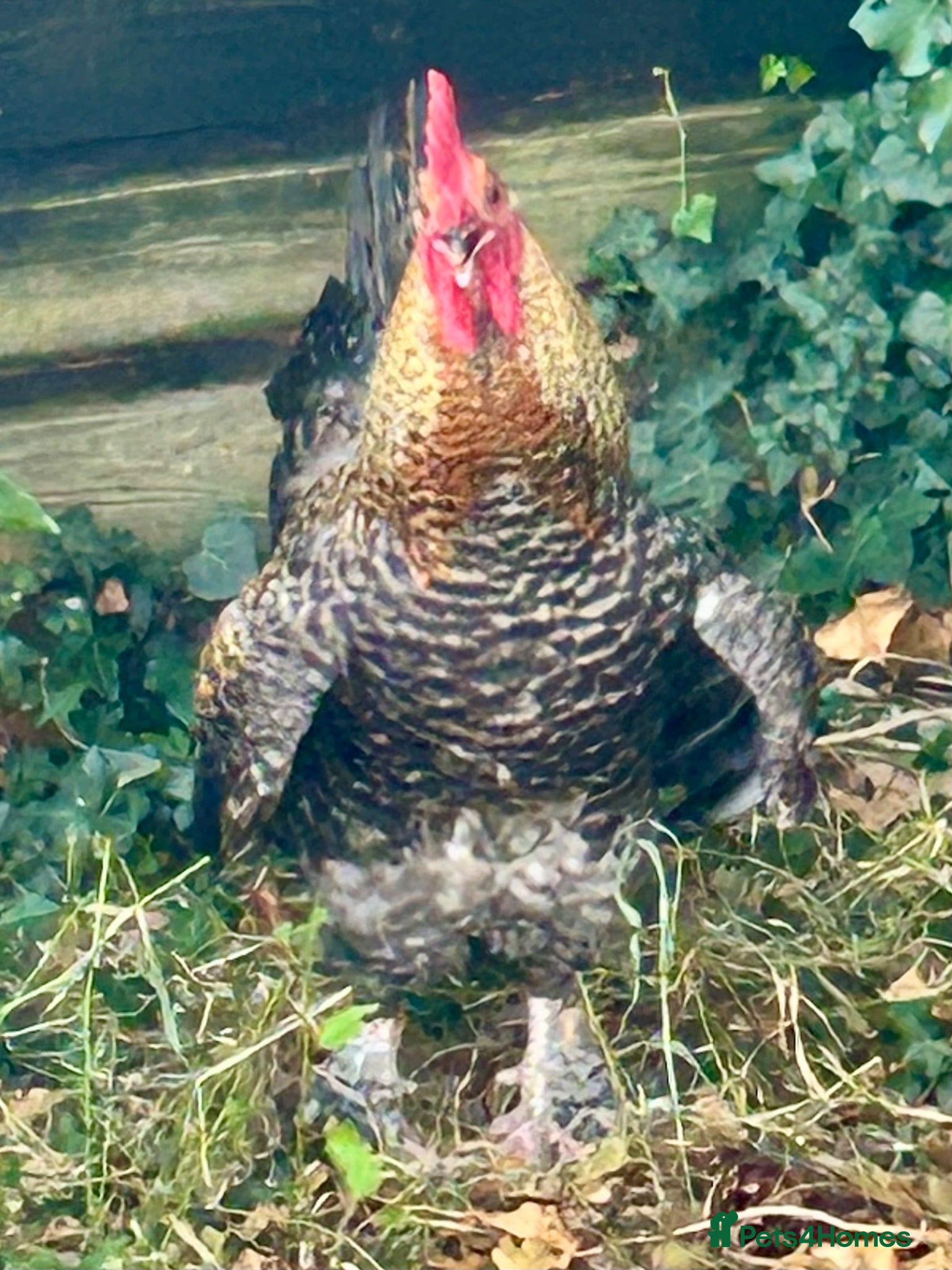 Chickens poultry 🐓 Dude — looking for the Right Home! - Advert 6