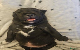 Staffordshire Bull Terrier dogs for sale: Stunning litter of Blue & Black Puppies - Advert 11