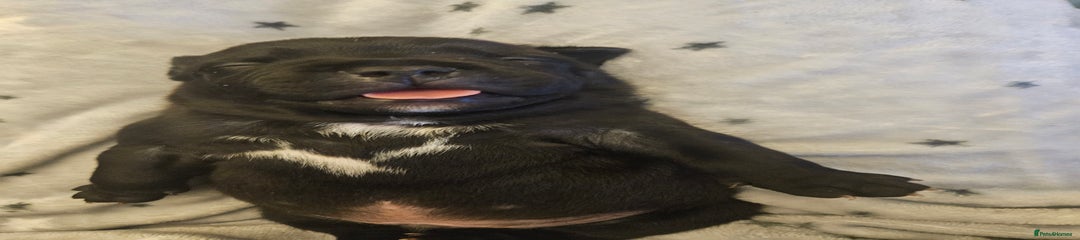 Staffordshire Bull Terrier Puppy 1