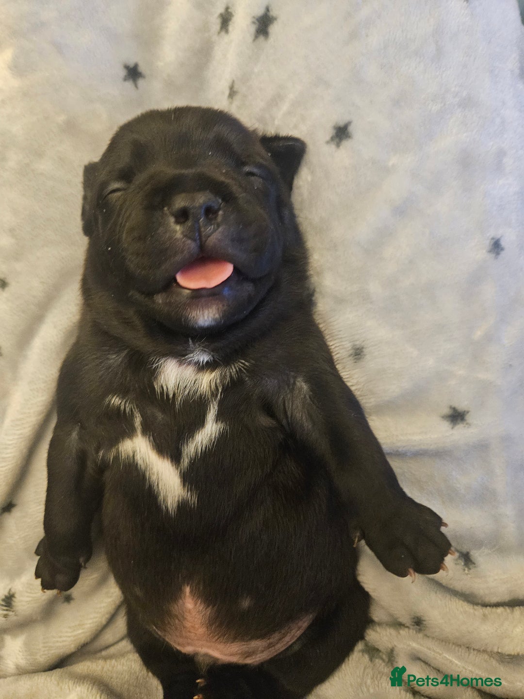 Staffordshire Bull Terrier dogs for sale: Stunning litter of Blue & Black Puppies - Advert 11