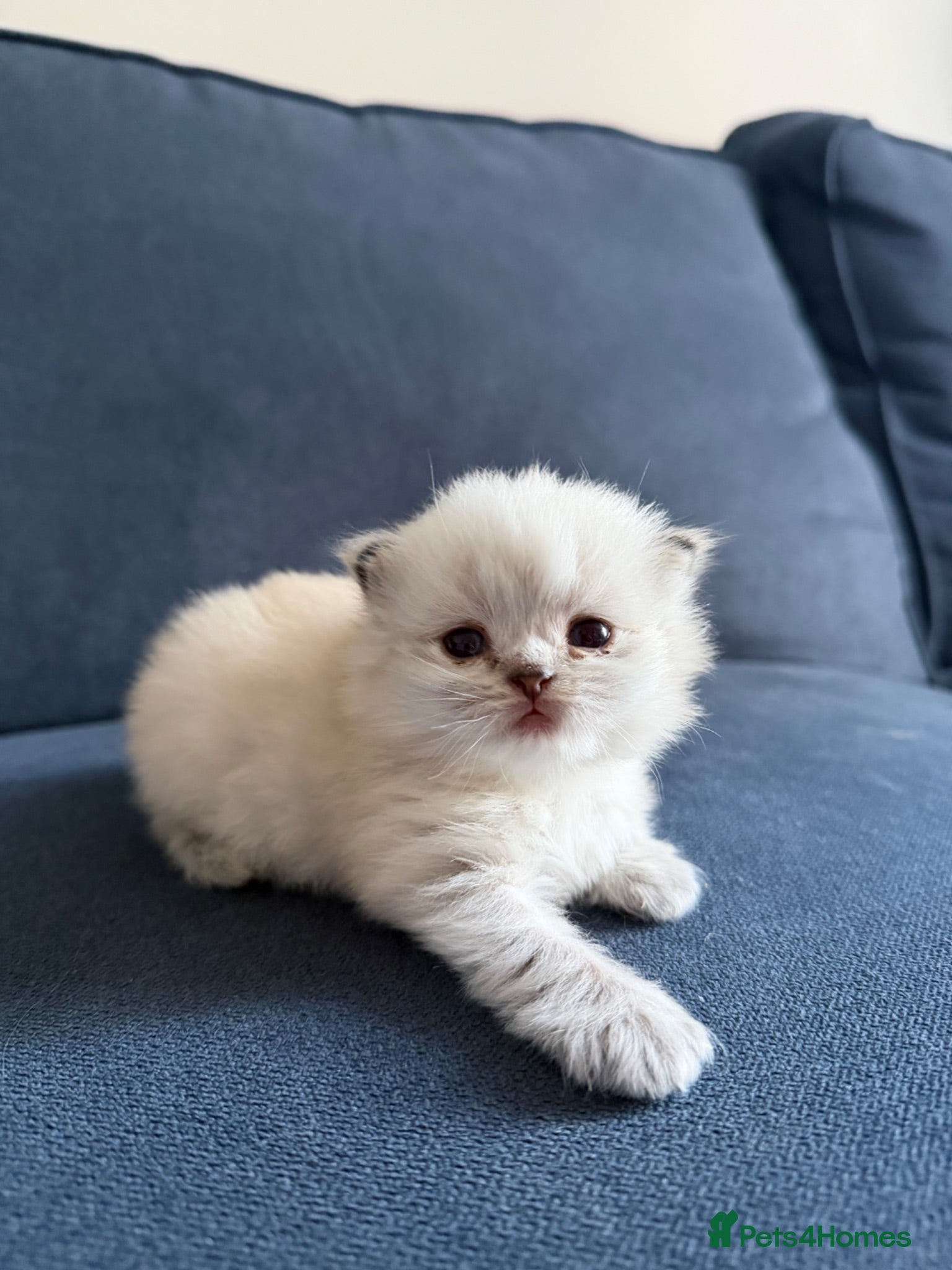 British Longhair cats Outstanding British Longhair kitten  - Advert 1