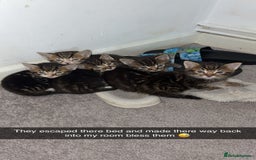 Bengal cats for sale: 5 kittens ready to go soon - Image 13