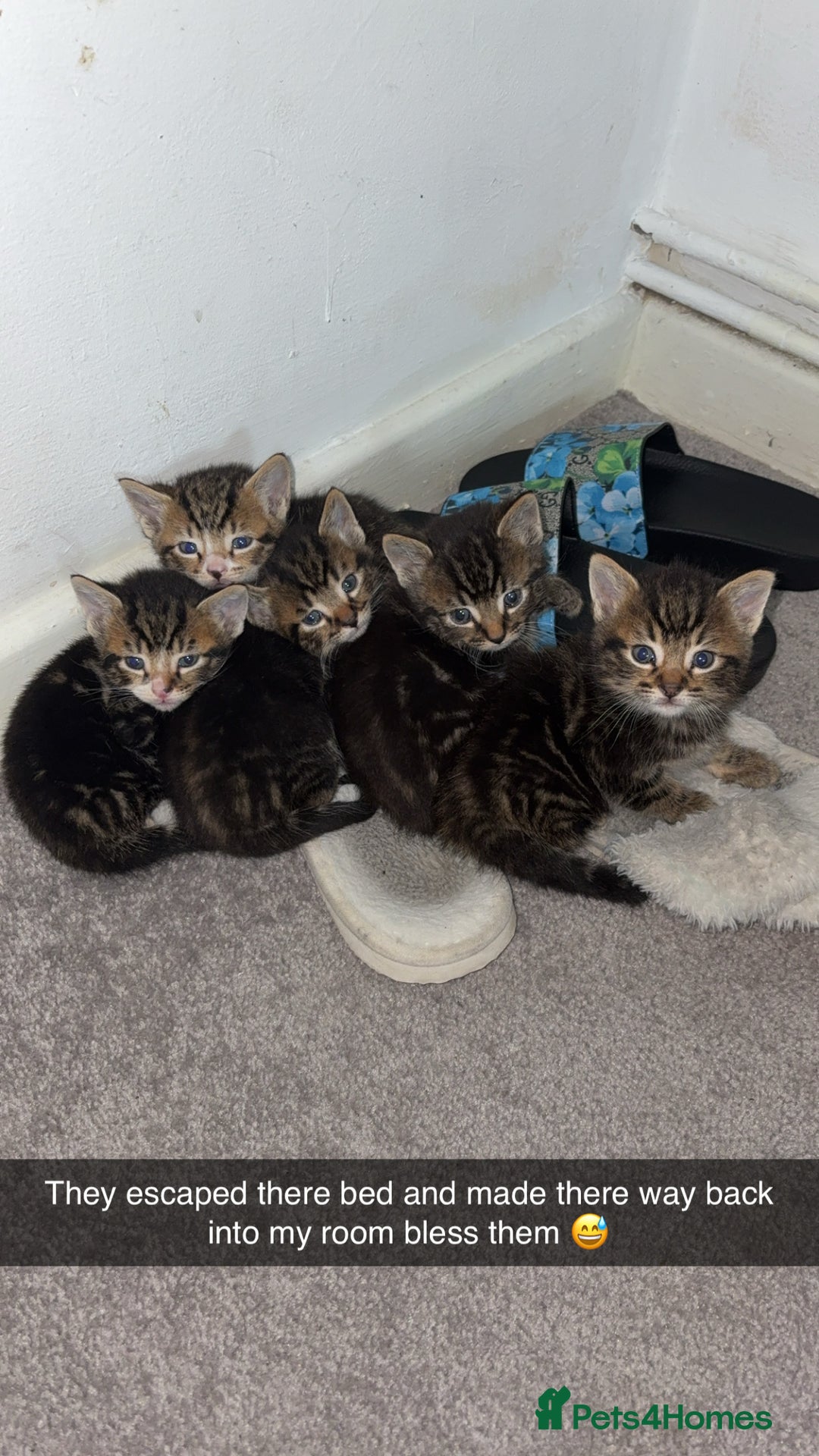 Bengal cats for sale: 5 kittens ready to go soon - Image 13