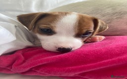 Jack Russell dogs for sale: Stunning 7 wks Jack Russell Terrier pups £950 - Image 5