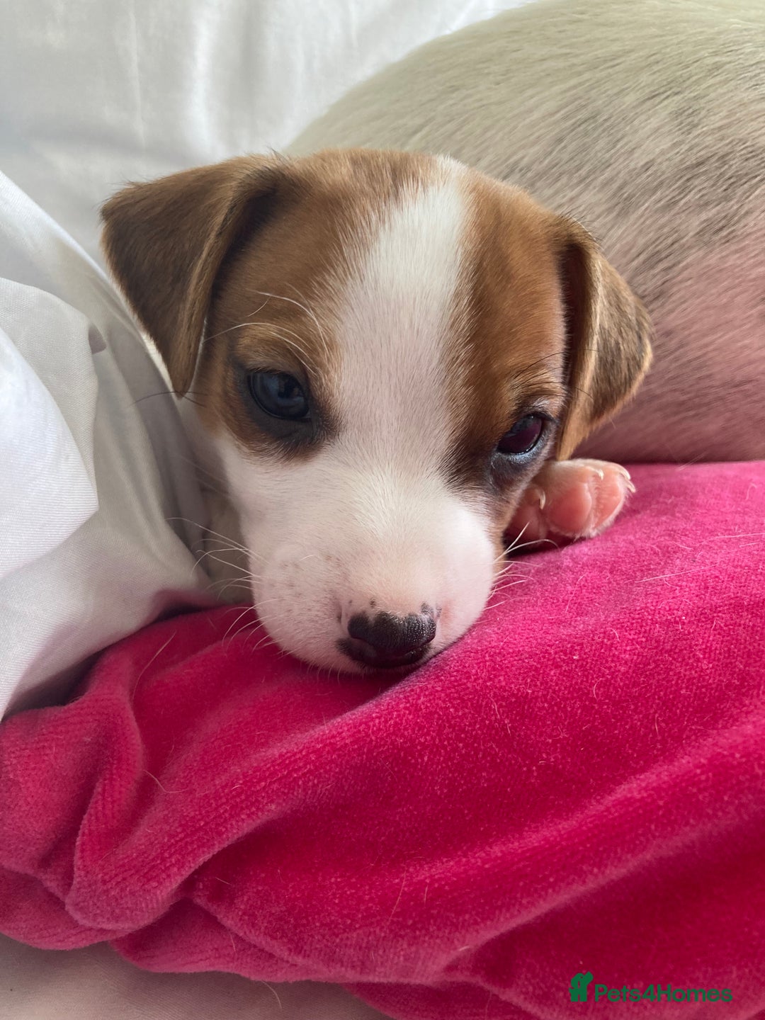 Jack Russell dogs for sale: Stunning 7 wks Jack Russell Terrier pups £950 - Image 5