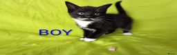 Mixed Breed cats for sale: Adorable kittens  - Advert 7