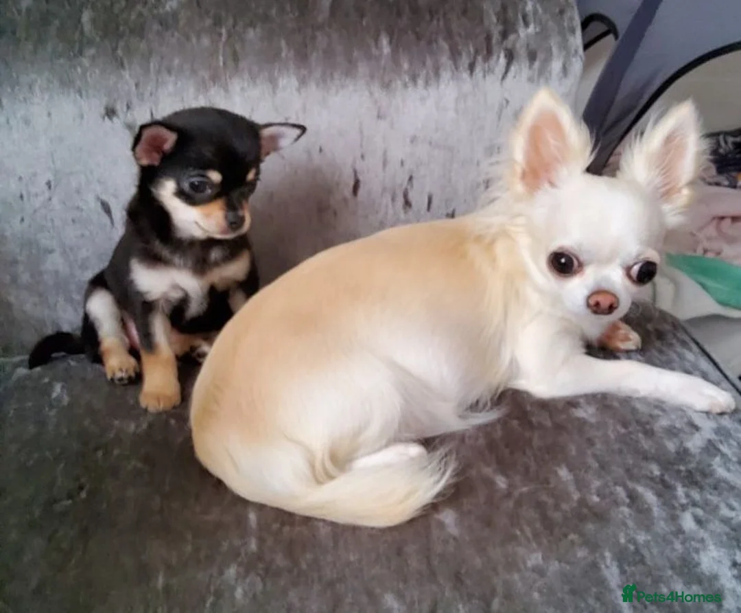 Chihuahua dogs for sale: 6 year old KC Russian Chihuahua For Sale, Fife ,  in Dunfermline - Advert 2
