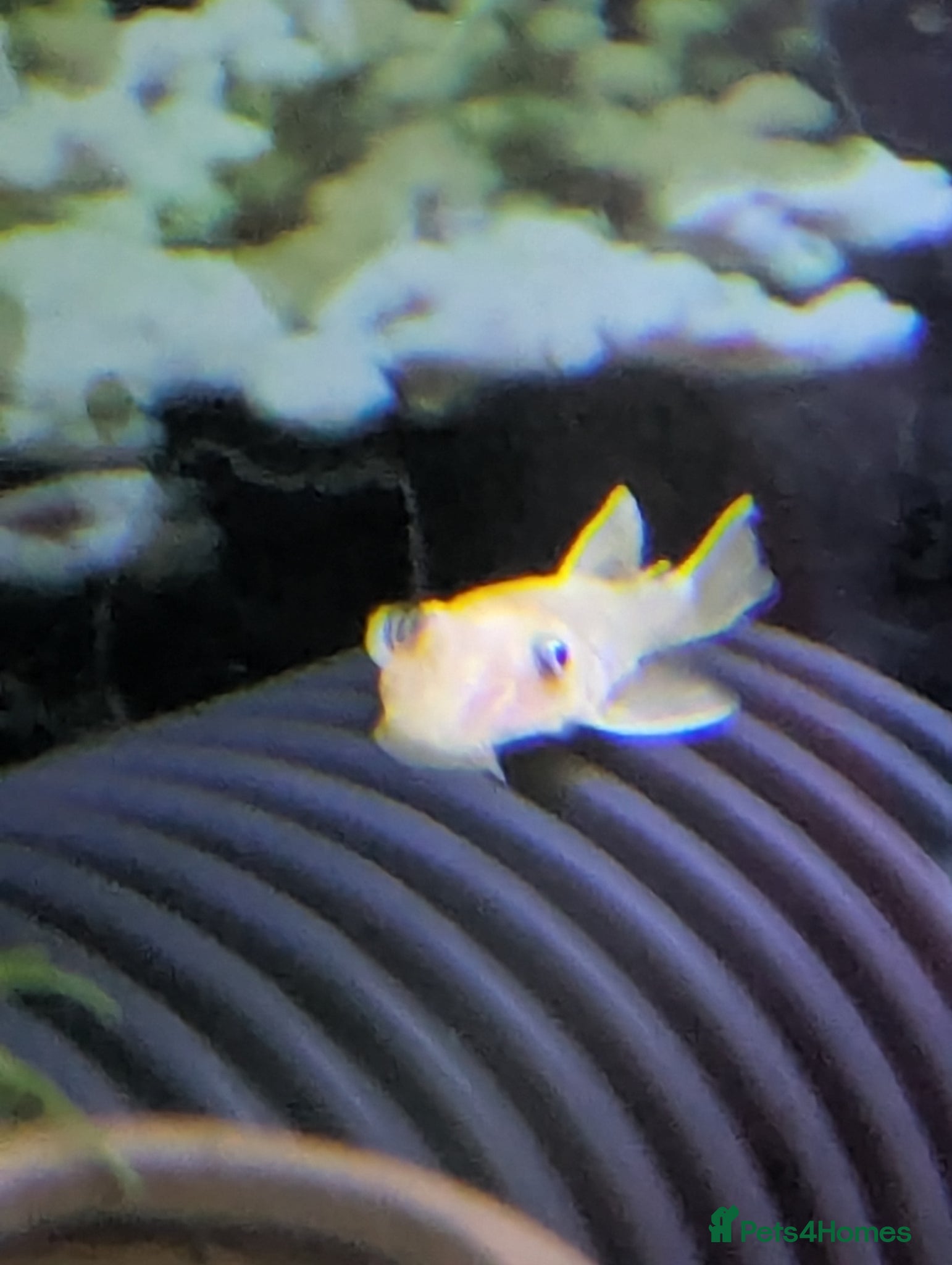 Catfish fish for sale: L144 lemon bristlenose plecos  in Maryport - Advert 7