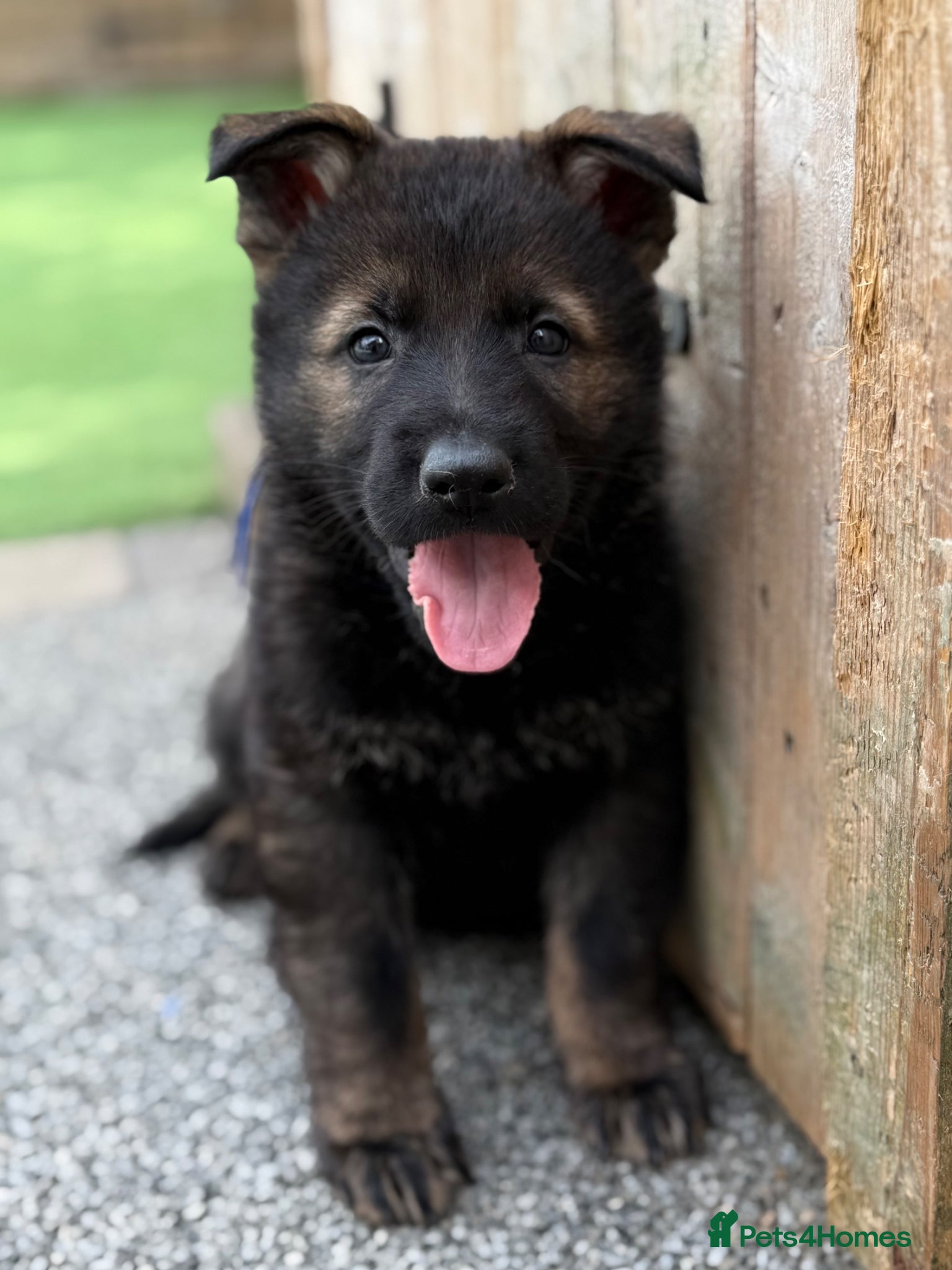 German Shepherd dogs Exceptional KC Reg Czech Working Line GSD Puppies - Advert 1