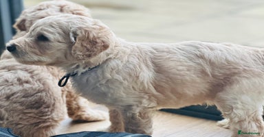 Goldendoodle dogs - Advert 6