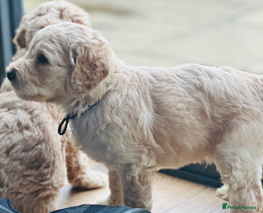 Milo 1st Generation Goldendoodle Grown Goldendoodle Puppies For