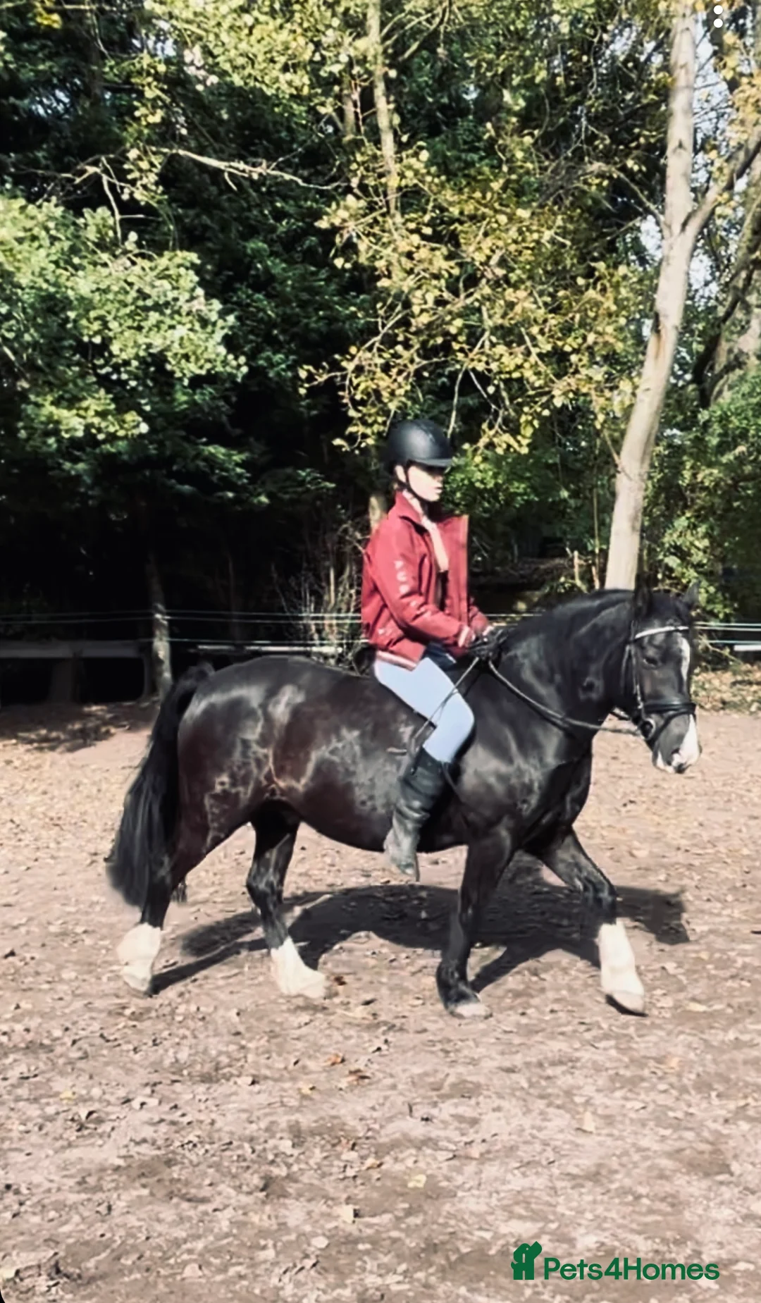 Welsh Section C horses for sale: ❤️ Romeo ❤️ - Advert 7