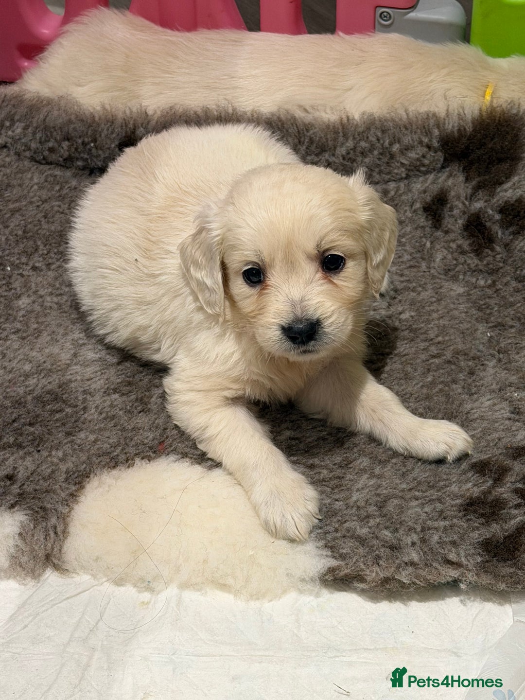 Golden Retriever dogs for sale: Exceptional litter of kc healthy golden retrievers - Image 17