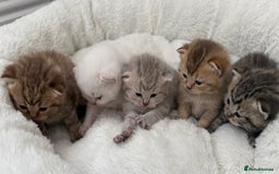 British Shorthair cats for sale: British shorthair kittens  - Image 8