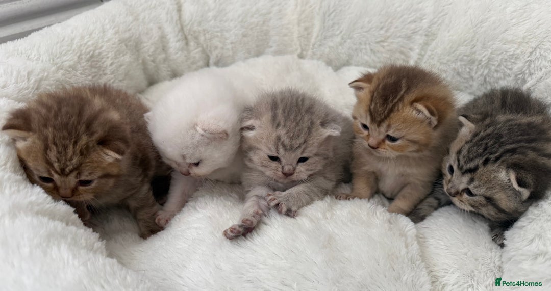 British Shorthair cats for sale: British shorthair kittens  - Image 8
