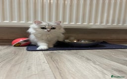 Scottish Fold cats for sale: Scottish Kittens – Fold & Straight – Ready Now - Image 19