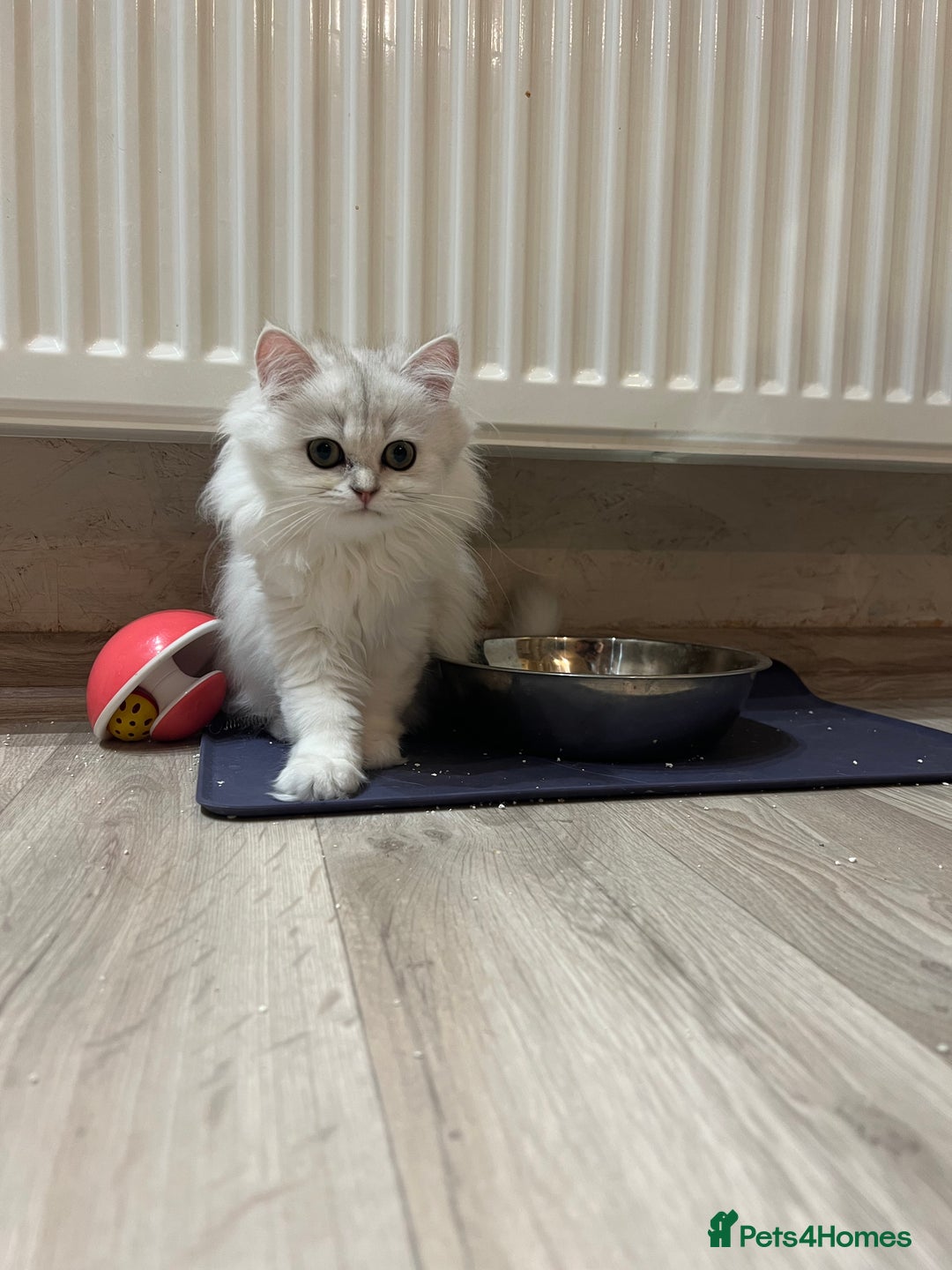 Scottish Fold cats for sale: Scottish Kittens – Fold & Straight – Ready Now - Image 19