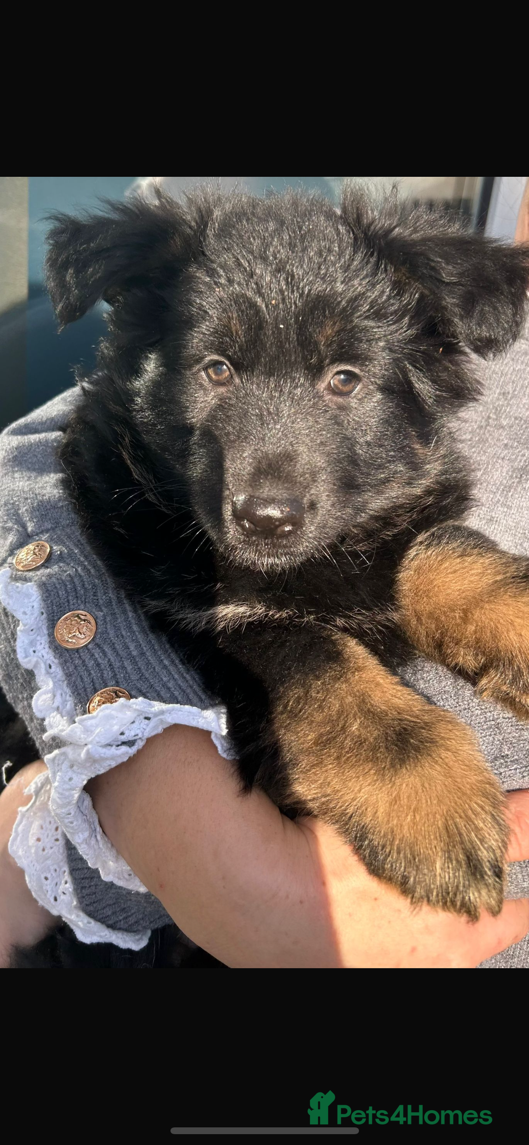 German Shepherd dogs for sale: German Shepherd puppy - Advert 4
