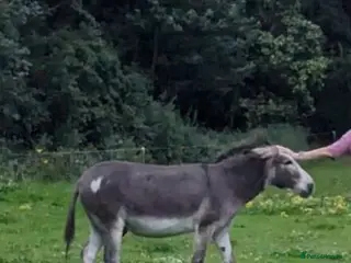 Donkey livestock Donkey4Ever - Advert 13
