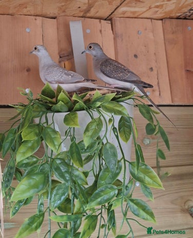 Doves birds - Advert 3