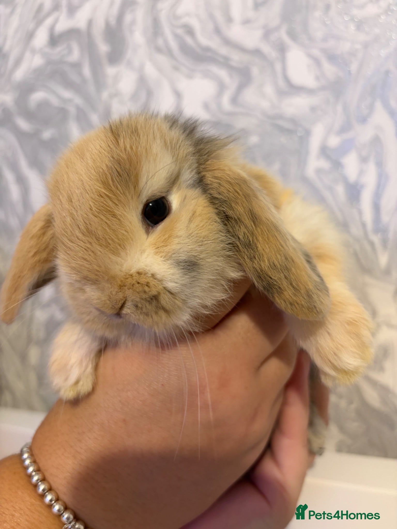 Mini Lop rabbits MINI LOPS READY now   - Advert 10