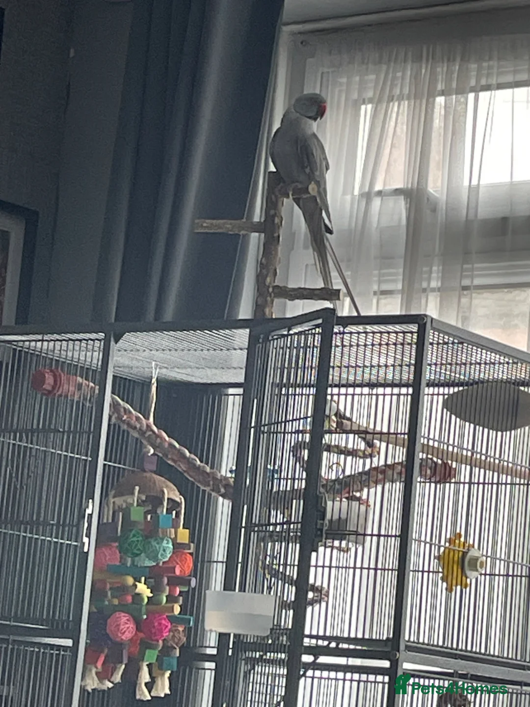 Ringnecks birds for sale: Bailey  - Advert 1