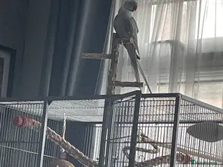 Ringnecks birds Bailey - Advert 1