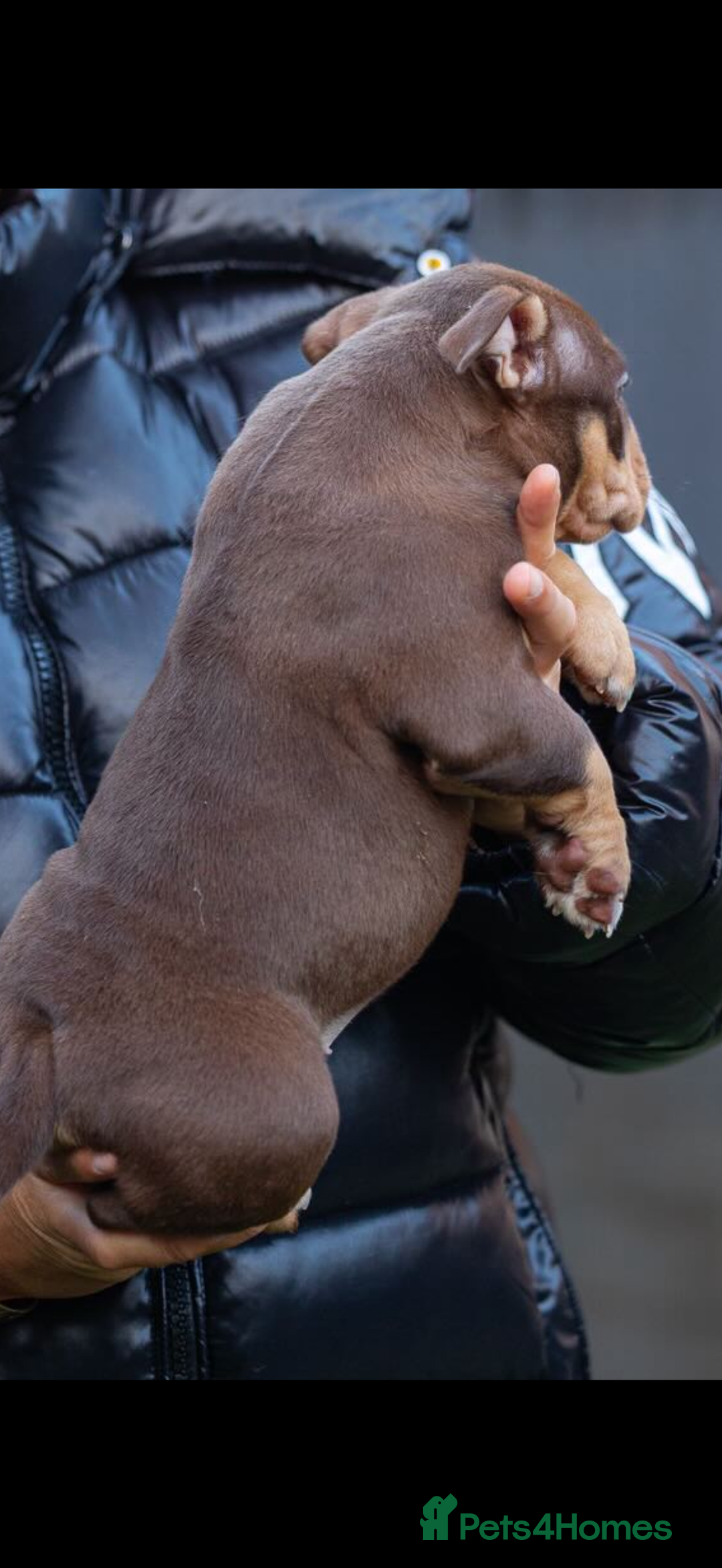 American Bully dogs for sale: American bullies  - Advert 6